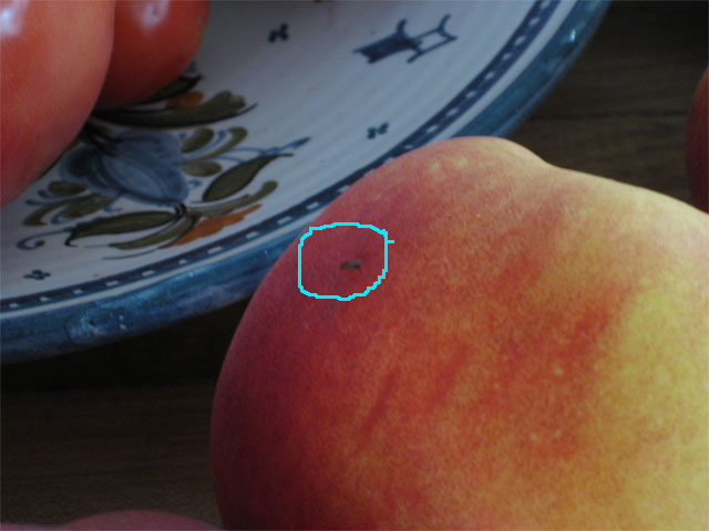 Johnny the fruit fly resting on a peach